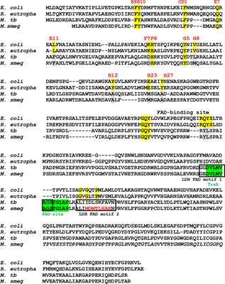 New Insights Into the Function of Flavohemoglobin in Mycobacterium tuberculosis: Role as a NADPH-Dependent Disulfide Reductase and D-Lactate-Dependent Mycothione Reductase